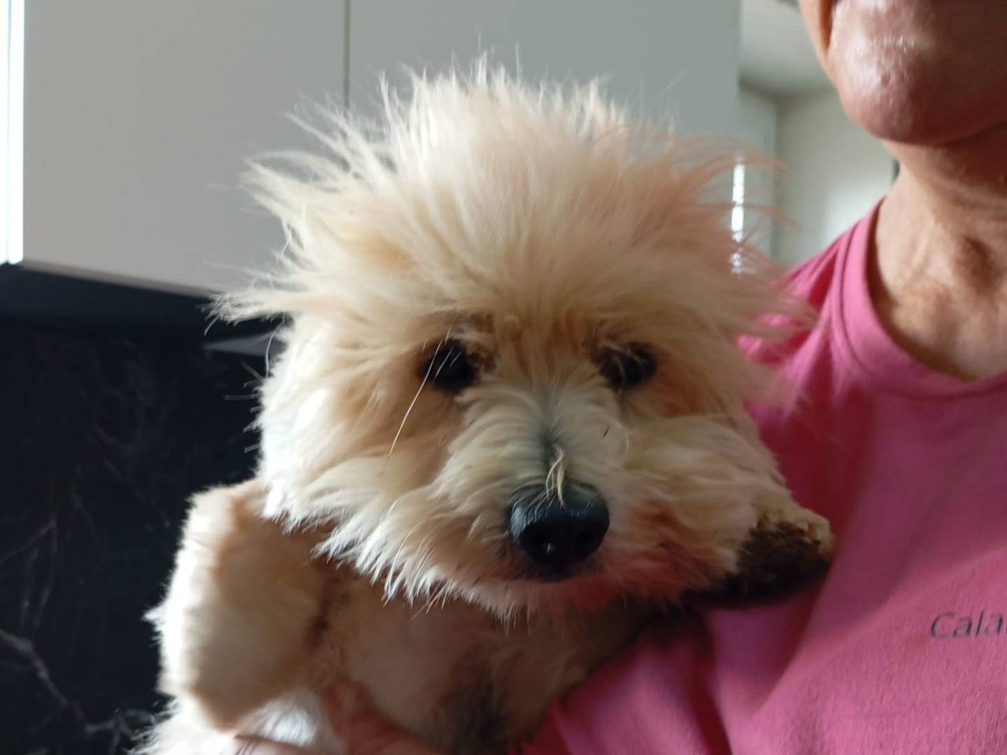 Vuoi adottare un cane a Vibo?