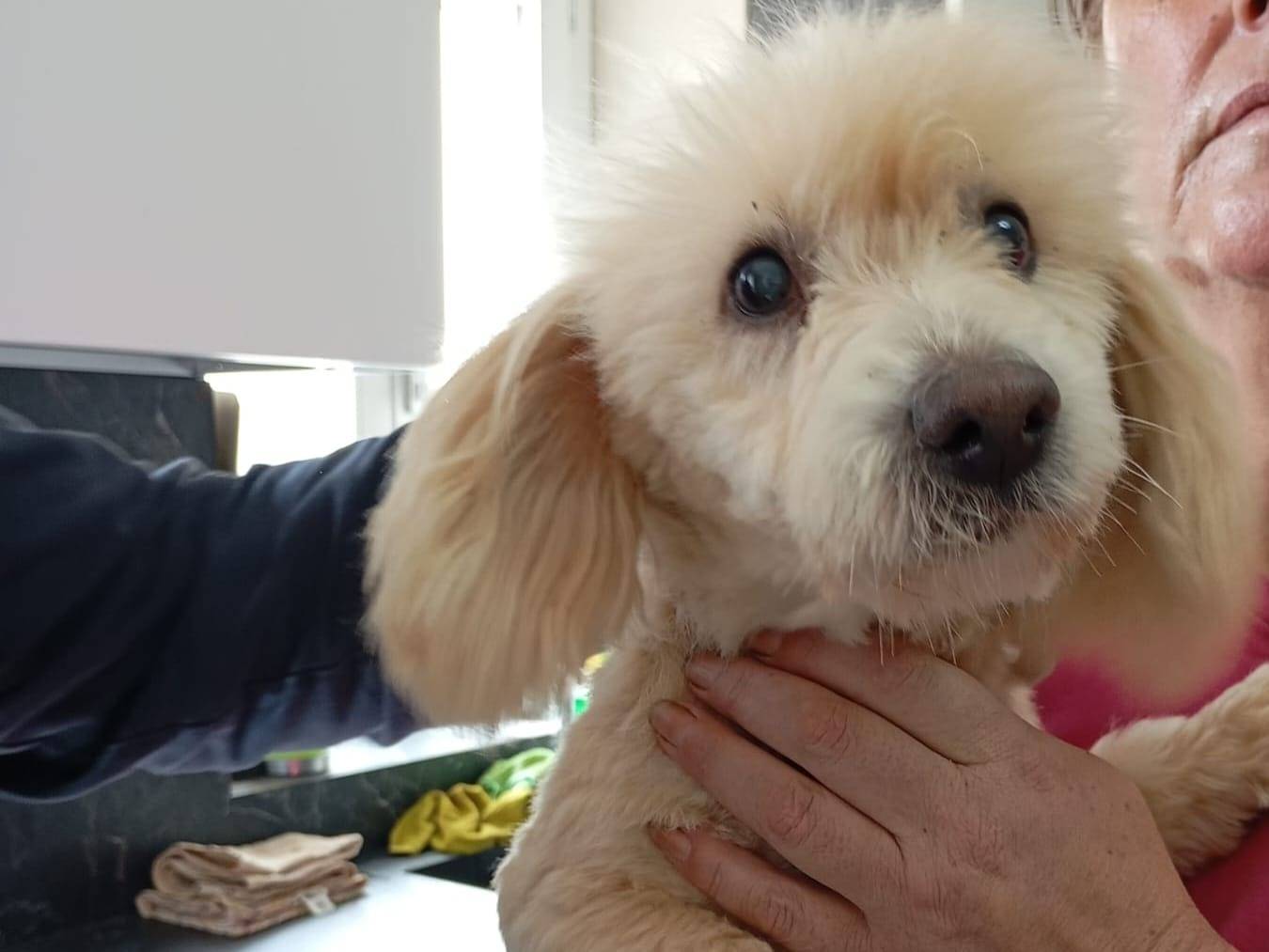 Adozione cane, maschio, Razza sconosciuta Razza sconosciuta, 4 anni e 5 mesi, taglia media contenuta, Vibo