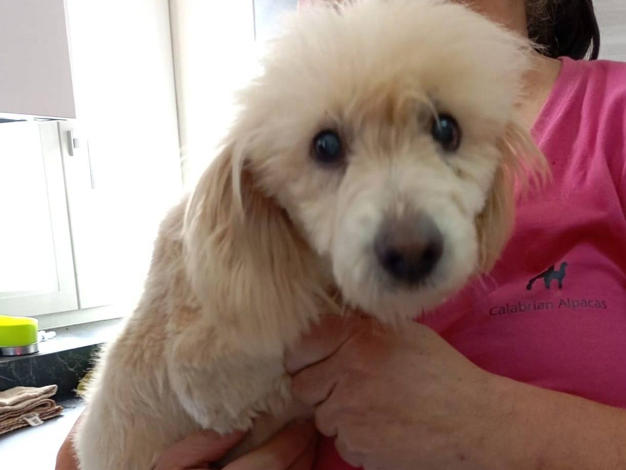 Adotta un cane, maschio, 4 anni e 5 mesi, Vibo