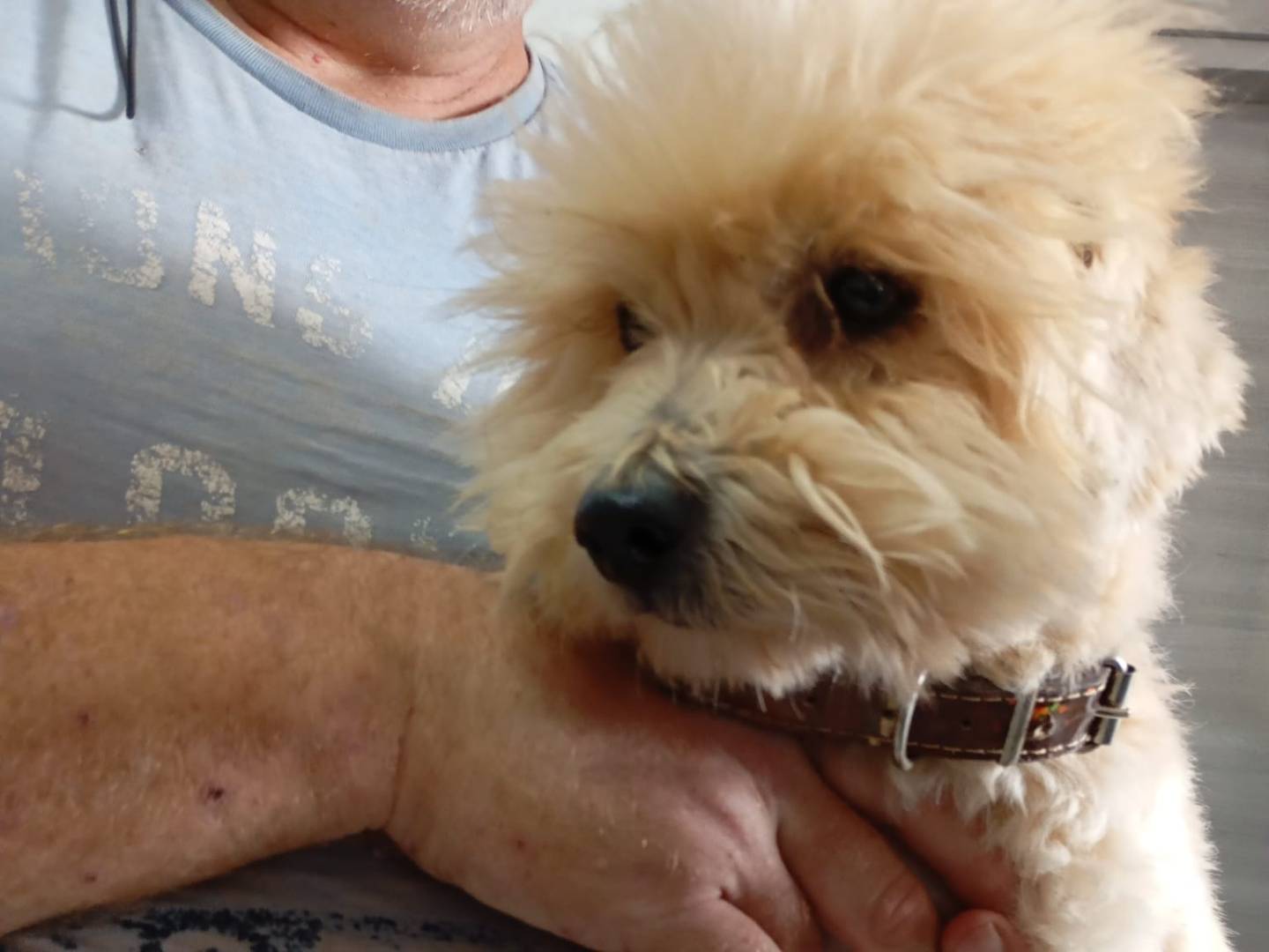 Adozione cane, maschio, Razza sconosciuta Razza sconosciuta, 4 anni e 5 mesi, taglia media contenuta, Vibo