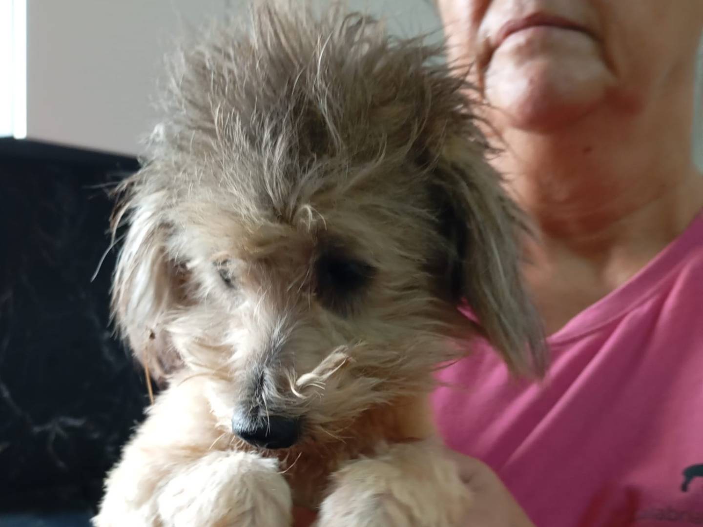 Vuoi adottare un cane a Vibo?