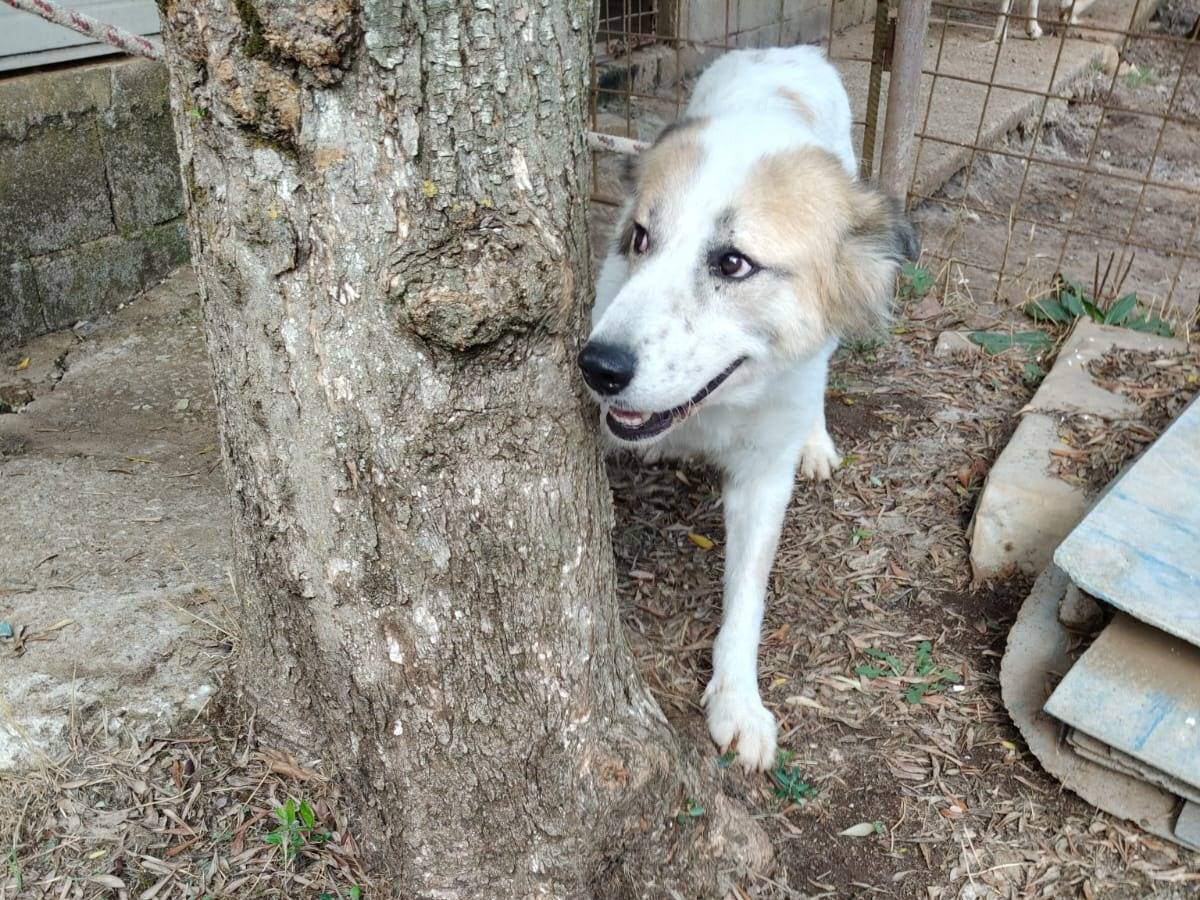 Vuoi adottare un cane a Vibo?