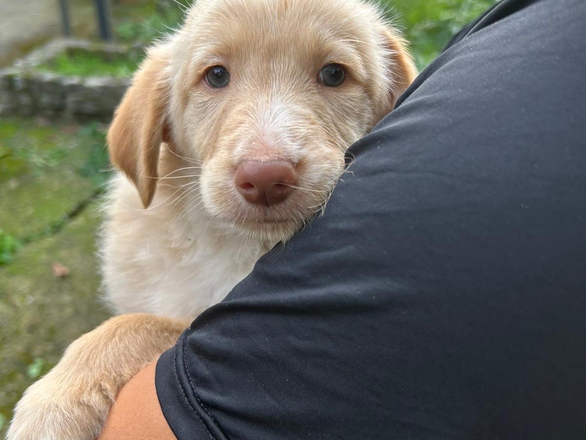 Adozione cane, maschio, Razza sconosciuta Razza sconosciuta, 2 mesi, taglia media, Catanzaro