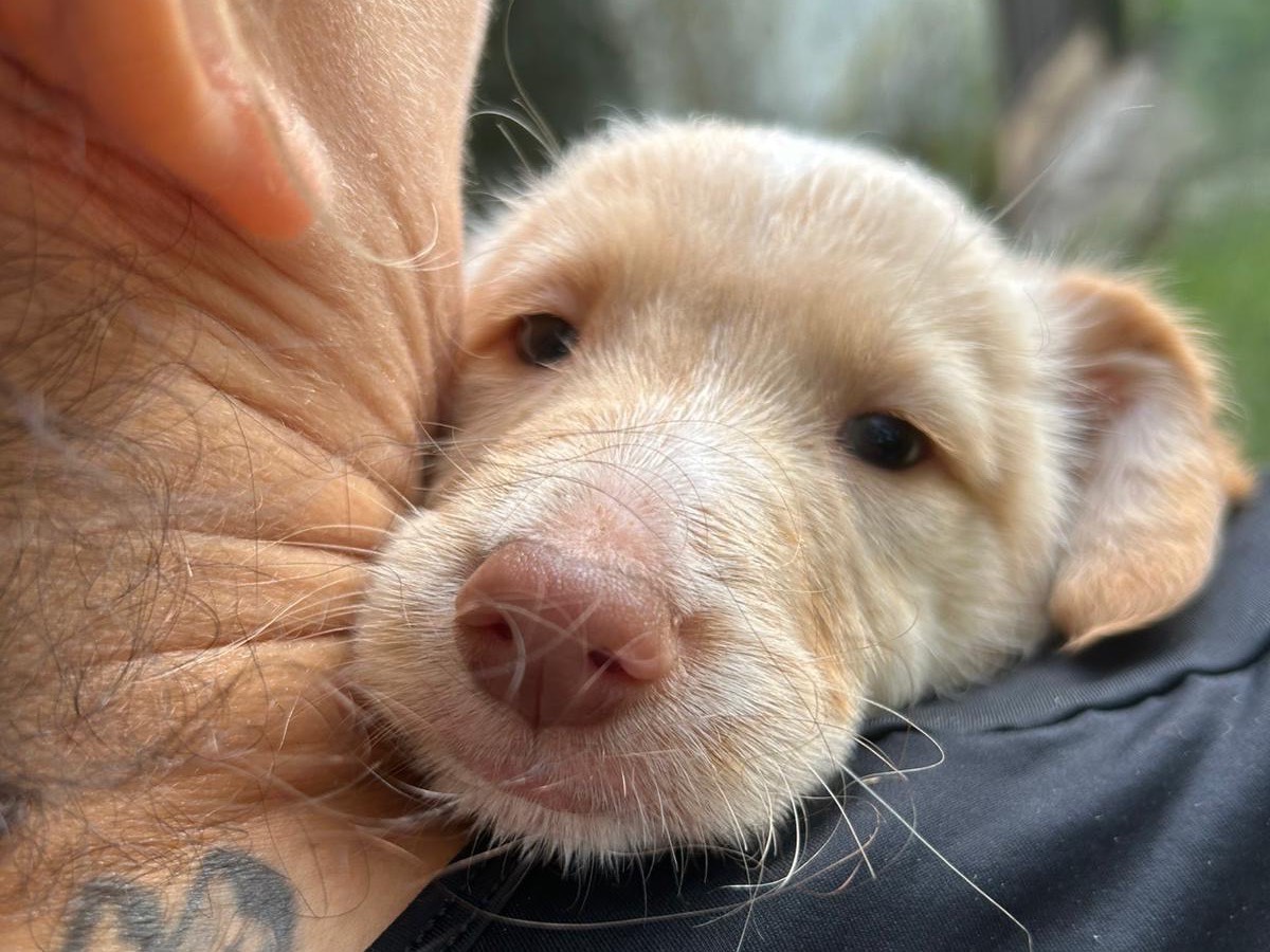 Adotta un cane, maschio, 2 mesi, Catanzaro