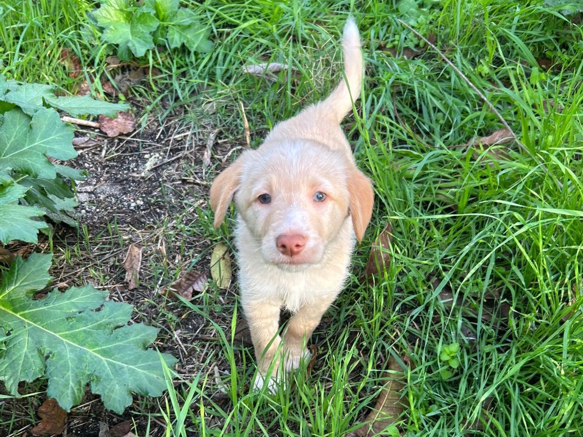 Adotta un cane, taglia media, maschio, Catanzaro