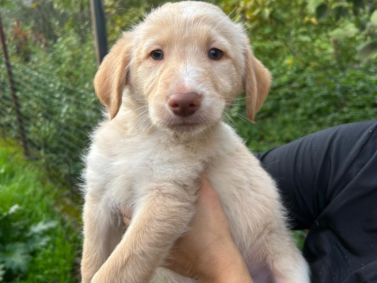 Vuoi adottare un cane a Catanzaro?