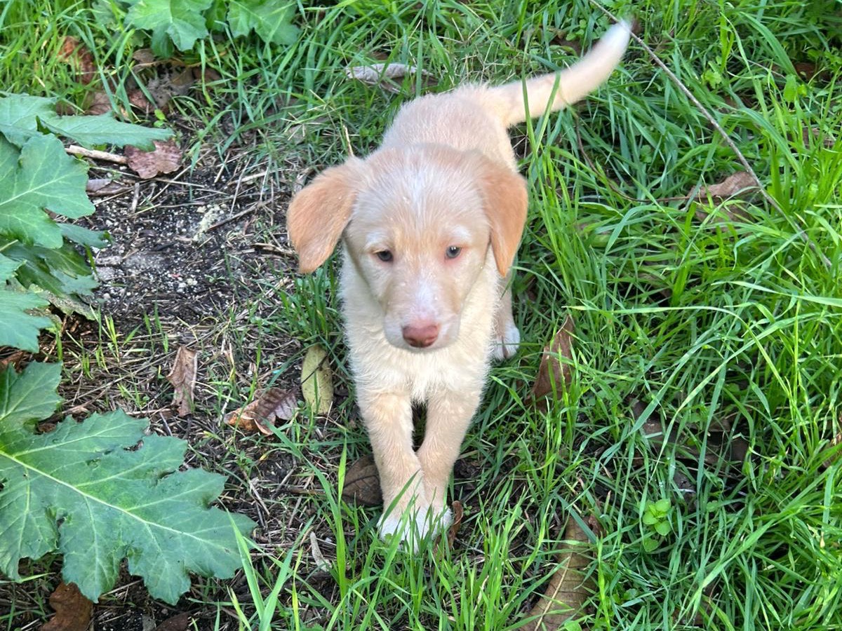 Adotta il cane Max a Catanzaro