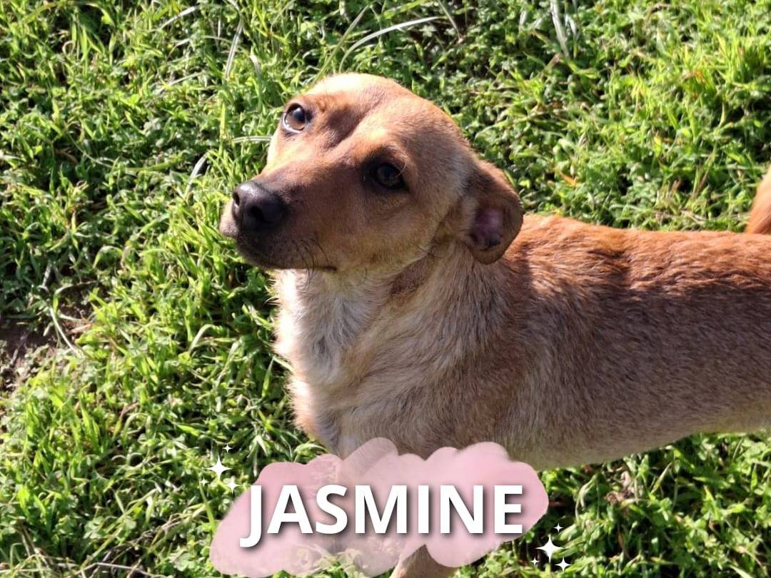 Adozione cane, femmina, Razza sconosciuta Razza sconosciuta, 1 anno, taglia piccola, Crotone