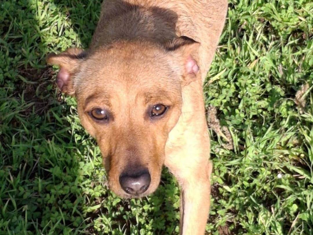 Adotta un cane, femmina, 1 anno, Crotone