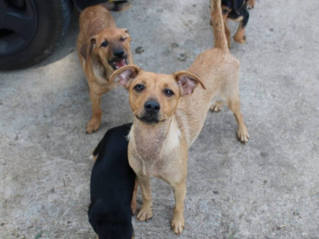 Vuoi adottare un cane a Crotone?