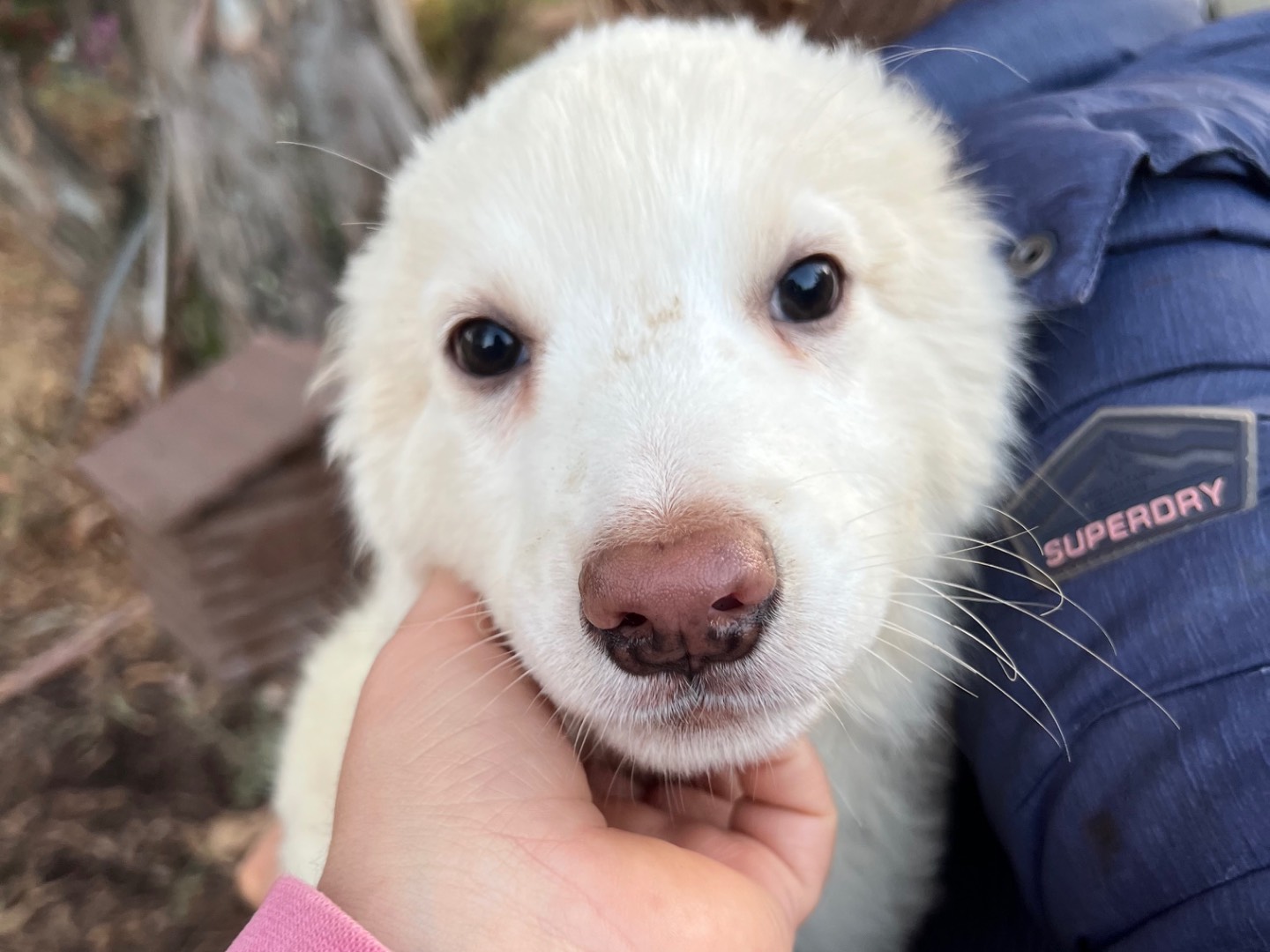 Adozione cane, maschio, Pastore maremmano Razza sconosciuta, 3 mesi, taglia grande, Roma