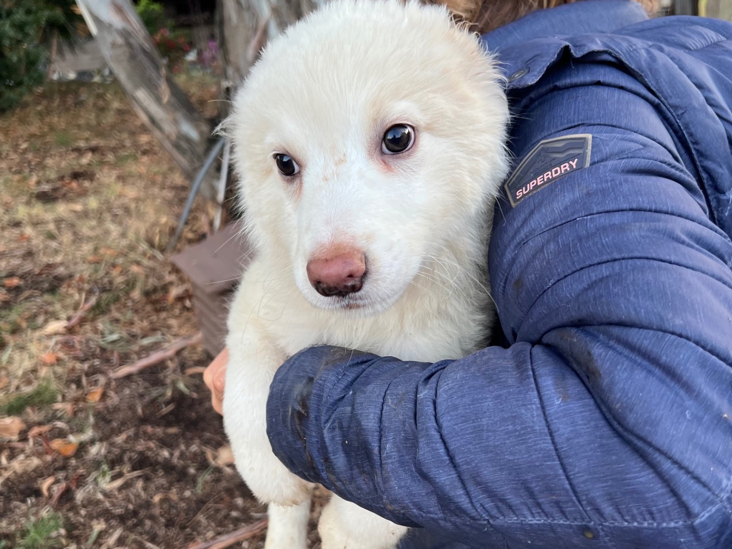 Adotta un cane, maschio, 3 mesi, Roma