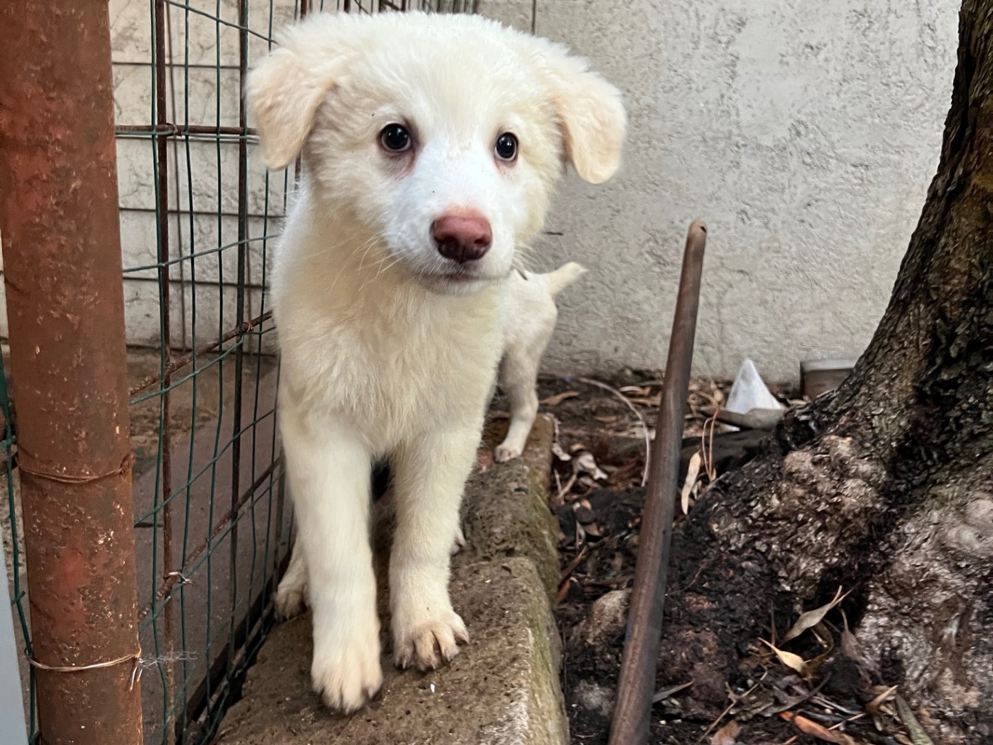 Adotta un cane, taglia grande, maschio, Roma