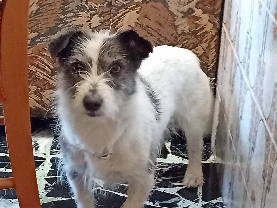 Adozione cane, maschio, Fox Terrier a pelo ruvido Bassotto, 7 anni e 10 mesi, taglia piccola, Sud