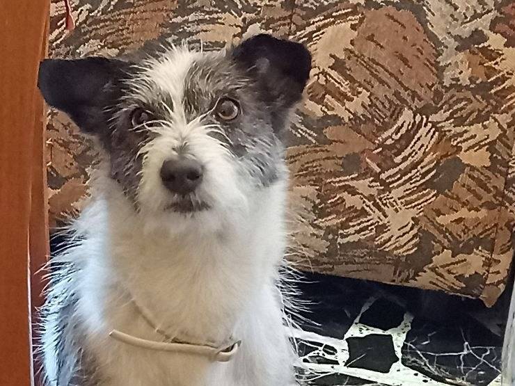 Adotta un cane, maschio, 7 anni e 10 mesi, Sud