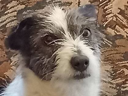 Adotta un cane, taglia piccola, maschio, Sud