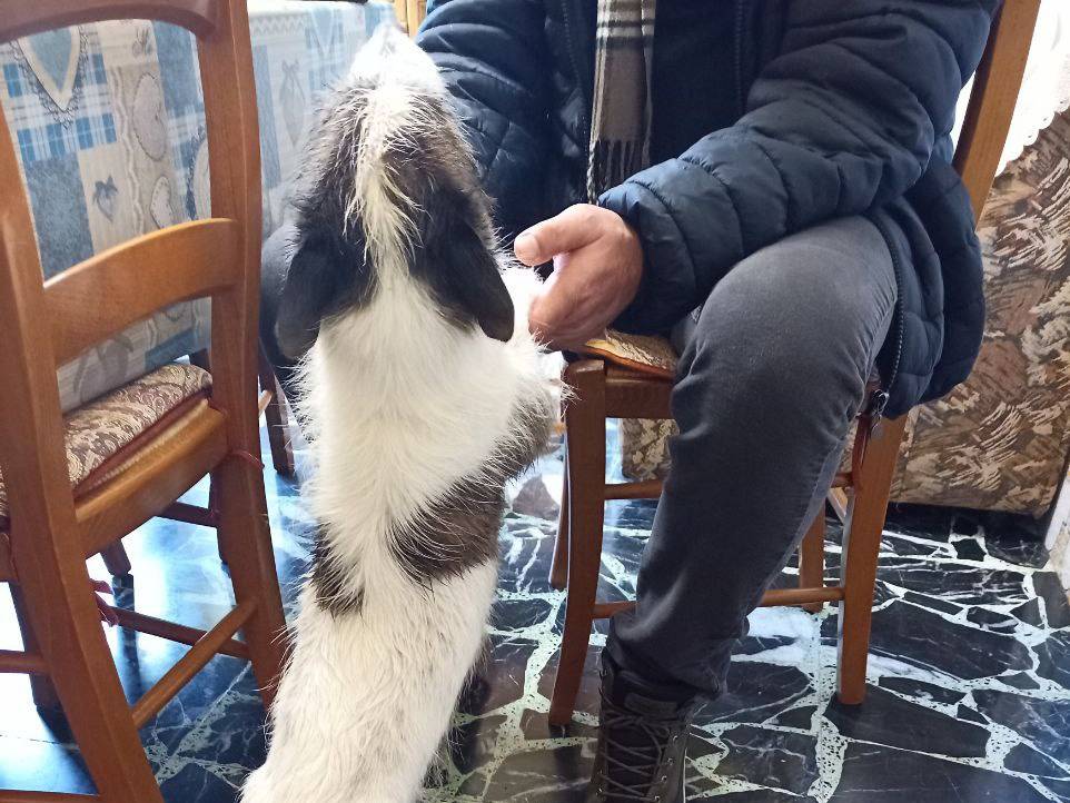 Vuoi adottare un cane a Sud?