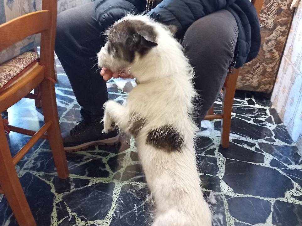 Adotta il cane Briciola a Sud