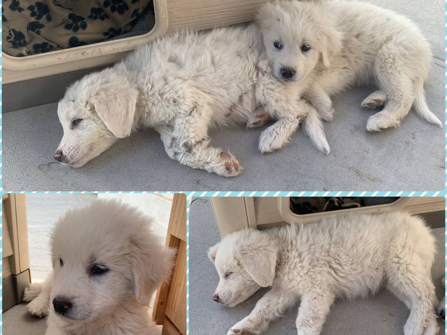 Adozione cane, maschio, Pastore maremmano Razza sconosciuta, 2 mesi, taglia gigante, Varese