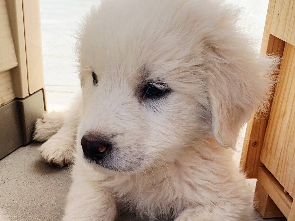 Adotta un cane, maschio, 2 mesi, Varese