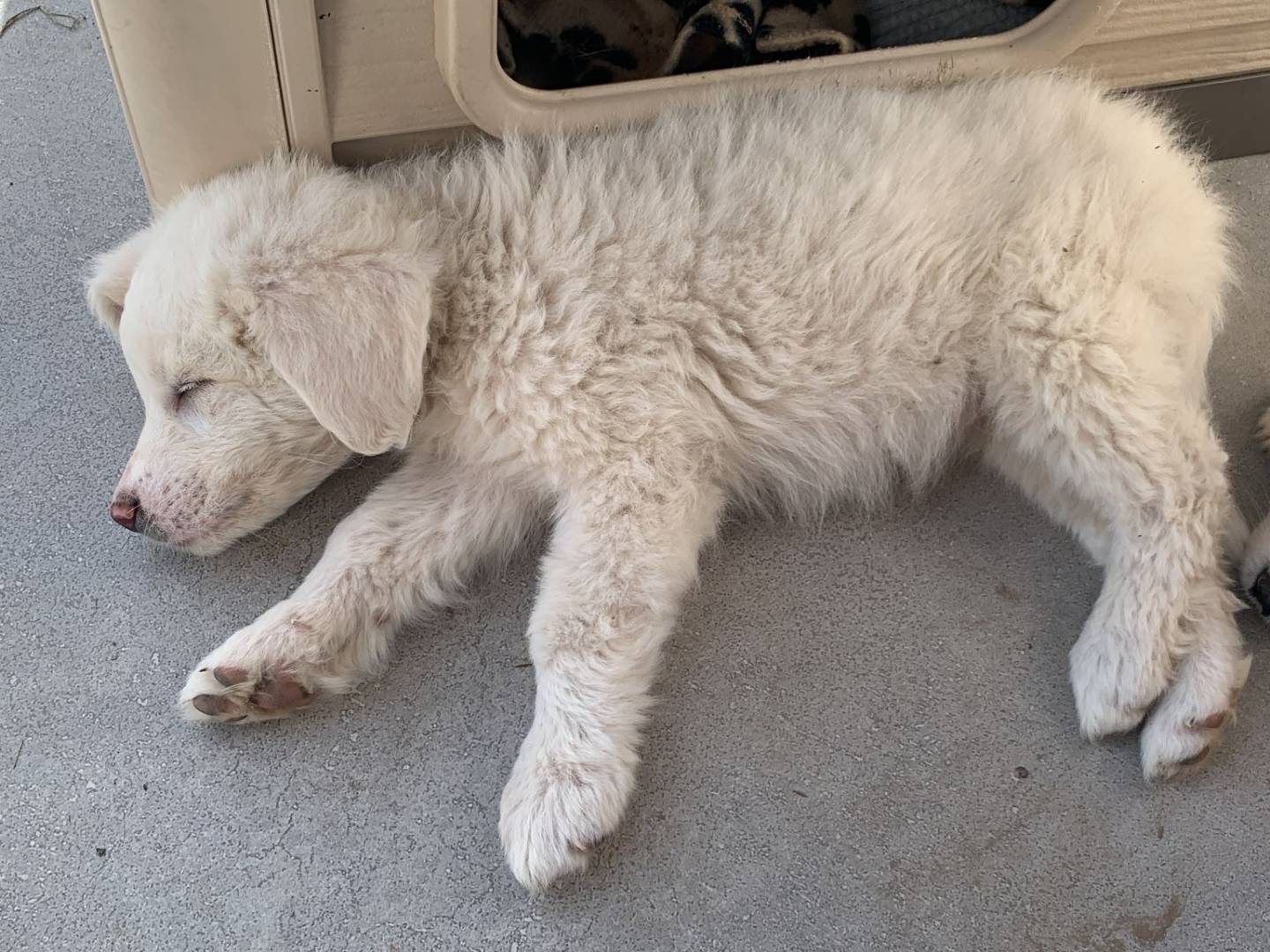 Adotta un cane, taglia gigante, maschio, Varese