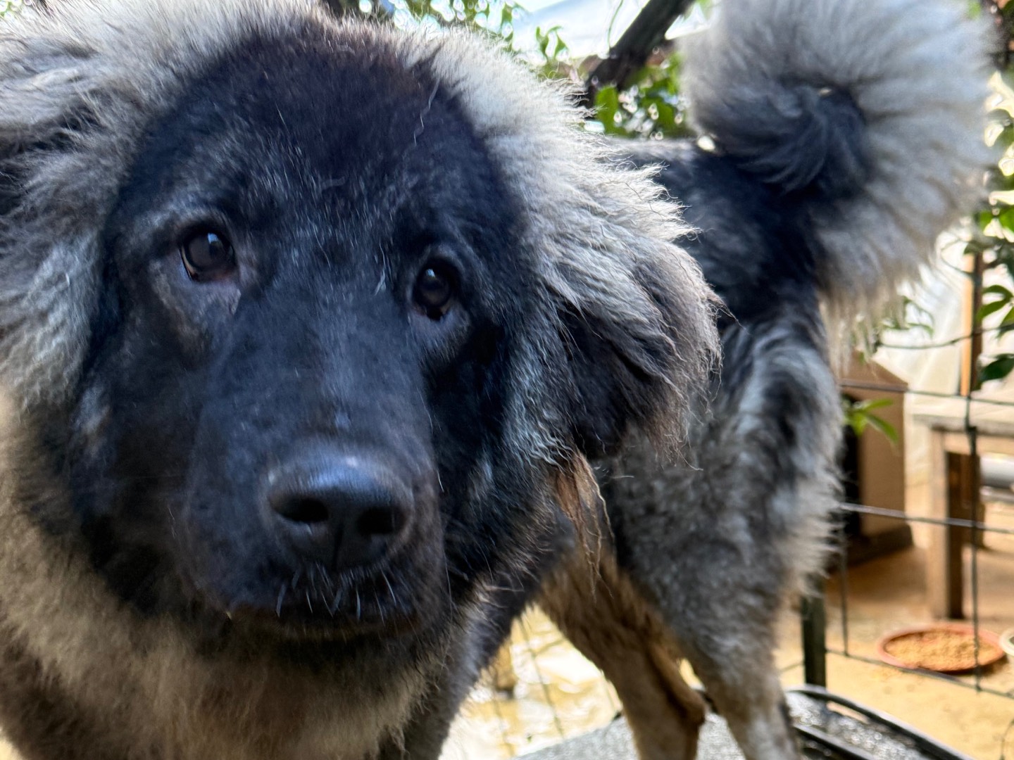 Adozione cane, femmina, Razza sconosciuta Razza sconosciuta, 11 mesi, taglia grande, Catanzaro