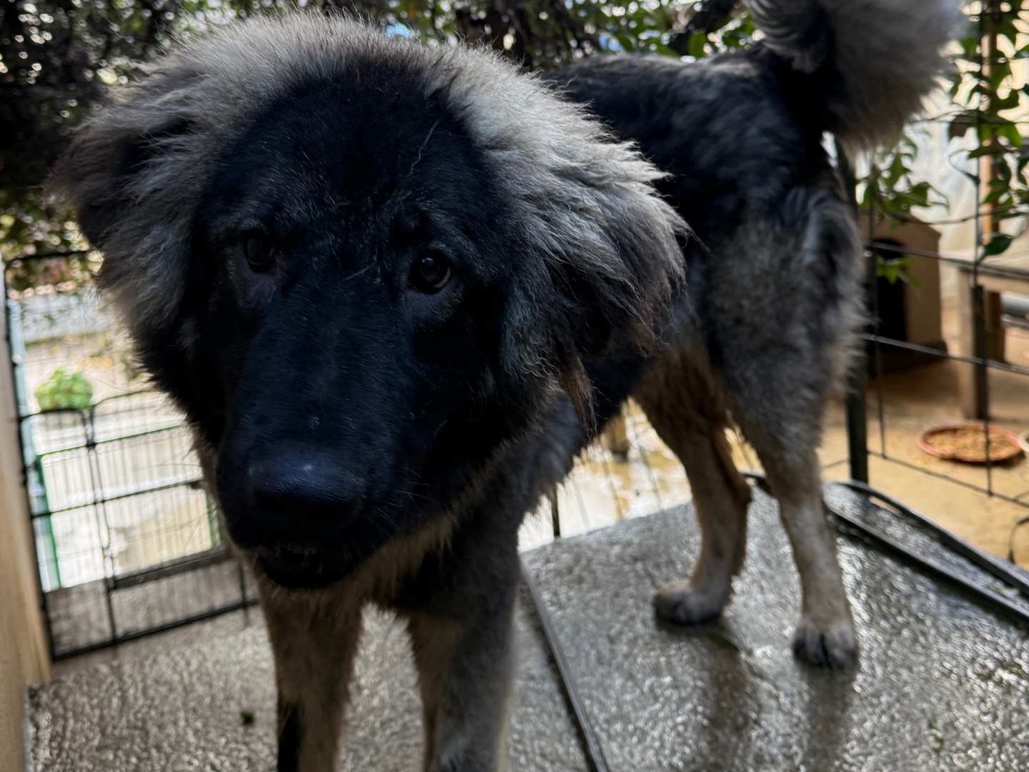Adotta un cane, femmina, 11 mesi, Catanzaro