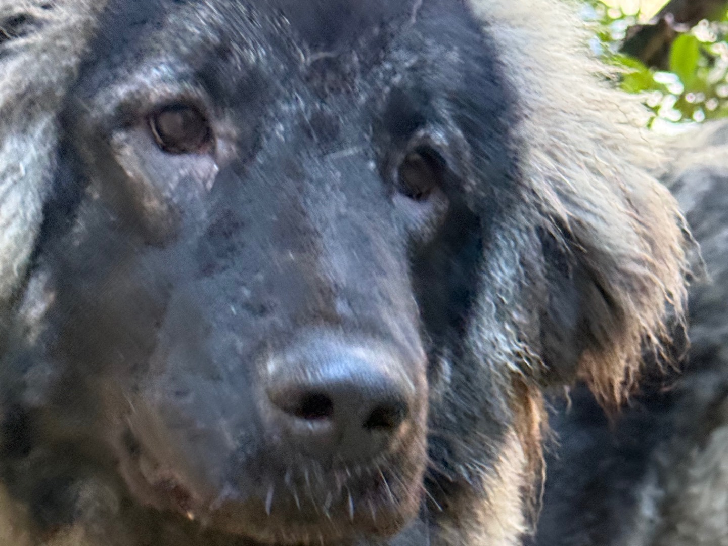 Adotta un cane, taglia grande, femmina, Catanzaro