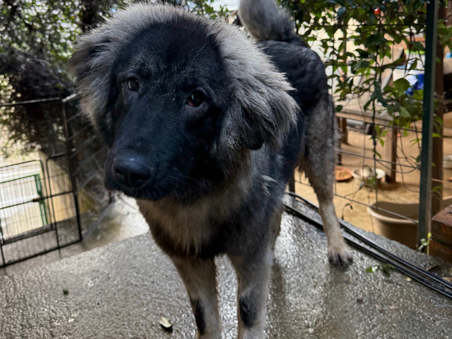 Vuoi adottare un cane a Catanzaro?