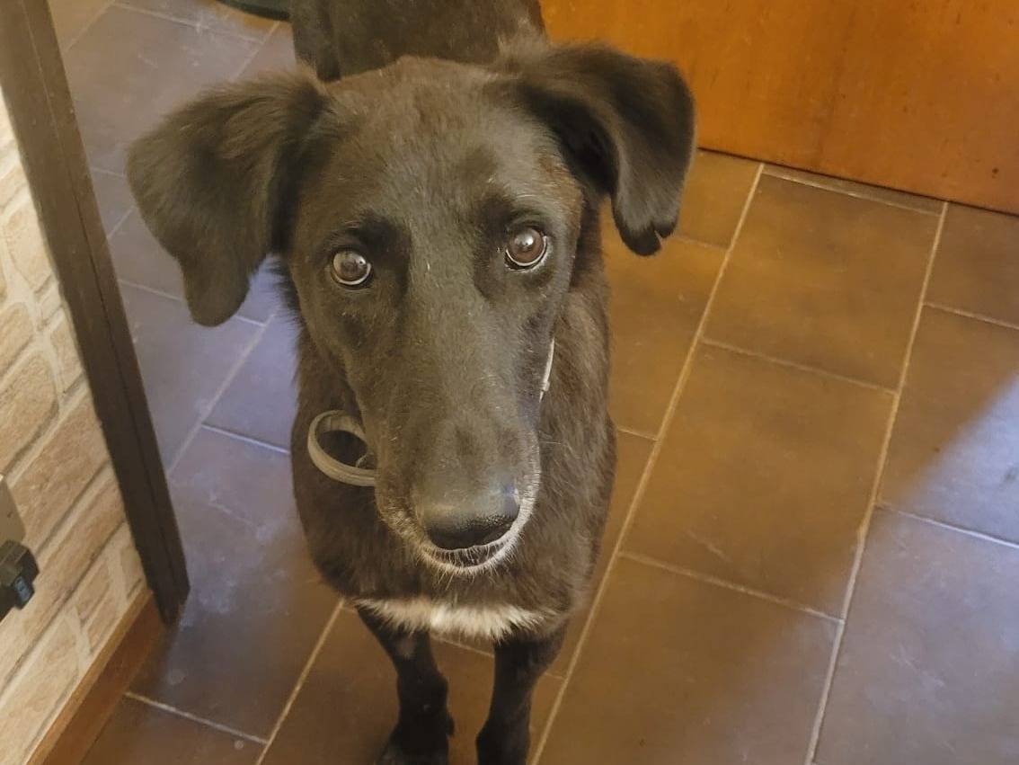 Vuoi adottare un cane a Milano?