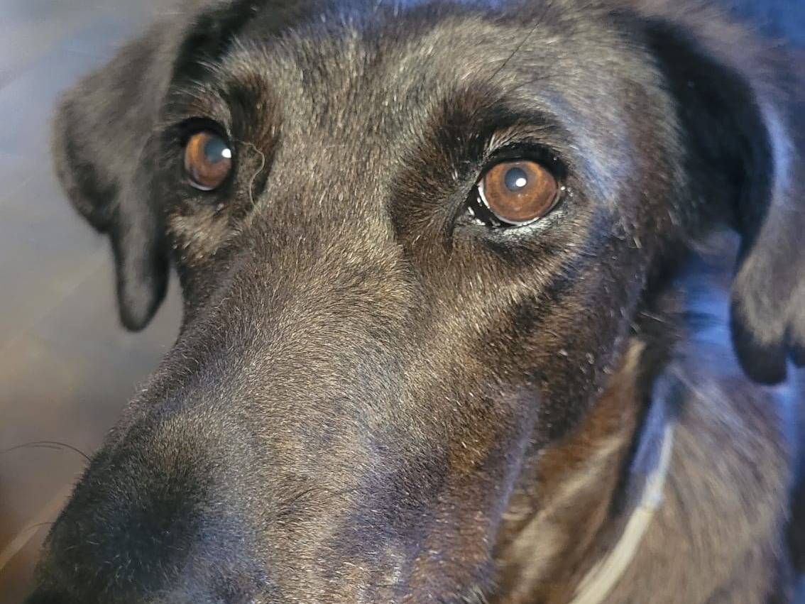 Adotta il cane BLACKY a Milano