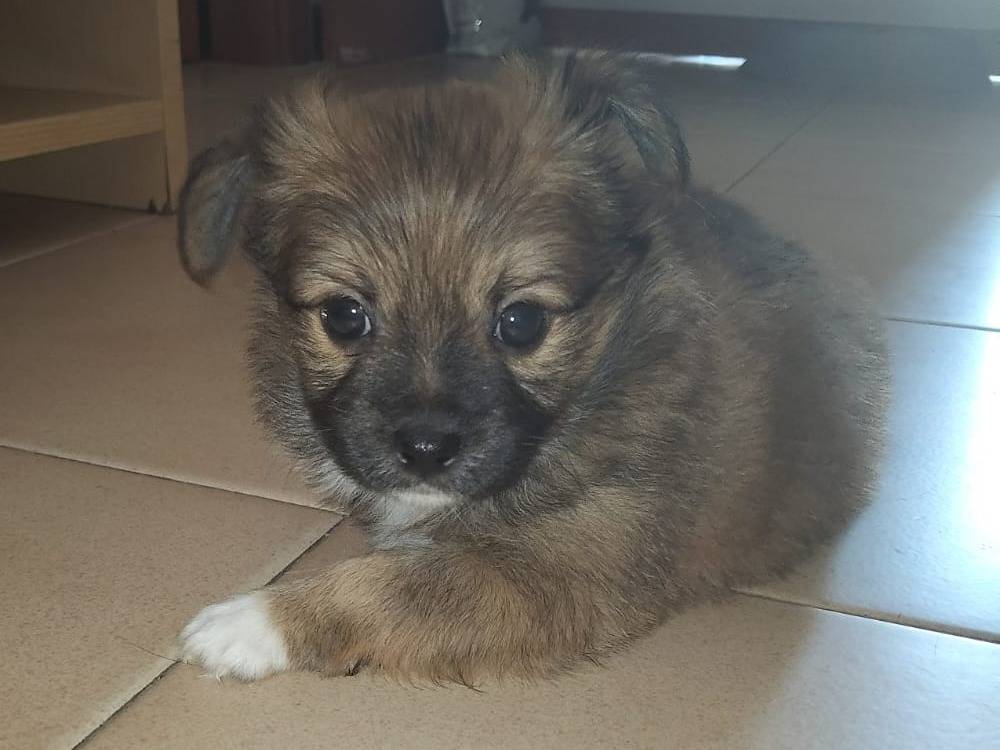 Adozione cane, maschio, Chihuahua Razza sconosciuta, 2 mesi, taglia piccola, Milano