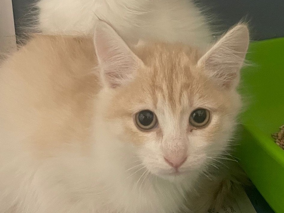 Adozione gatto, maschio, Razza sconosciuta Razza sconosciuta, 3 mesi, taglia non valida, Milano