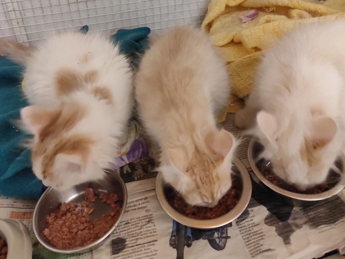 Adotta un gatto, maschio, 3 mesi, Milano