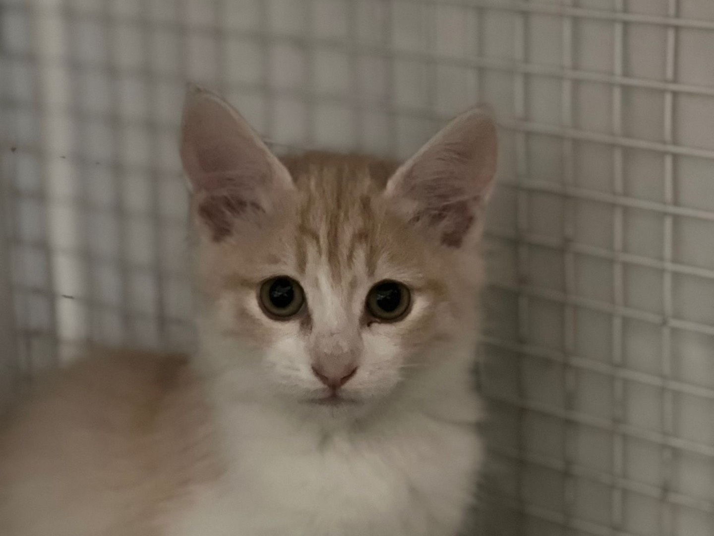 Adotta un gatto, taglia non valida, maschio, Milano