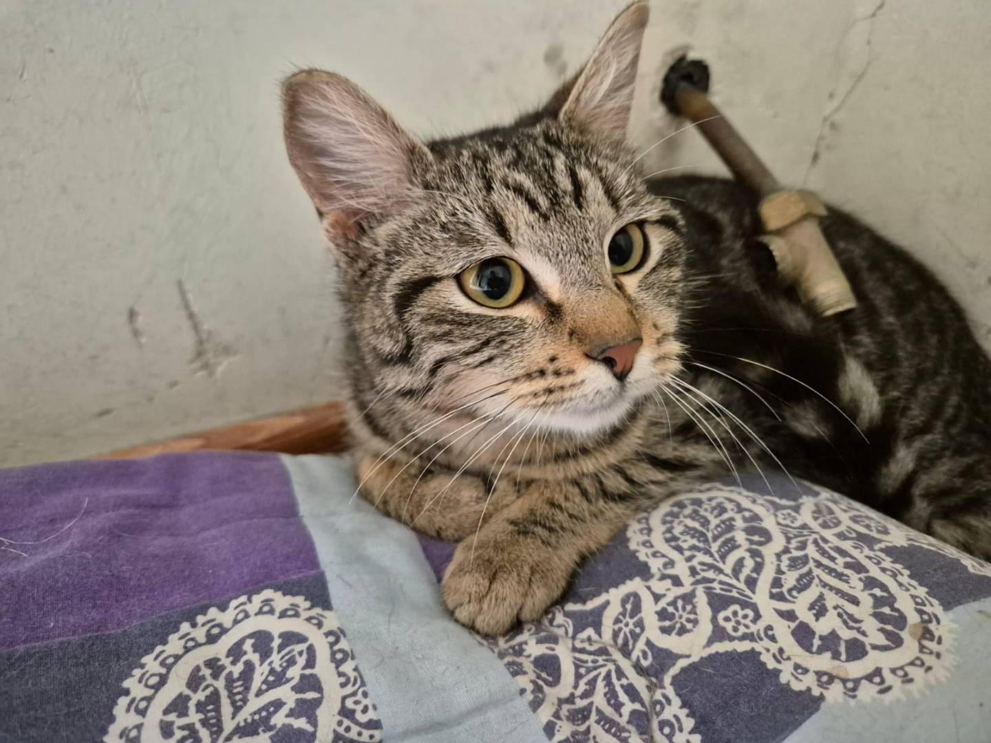 Adotta un gatto, femmina, 3 mesi, Bari