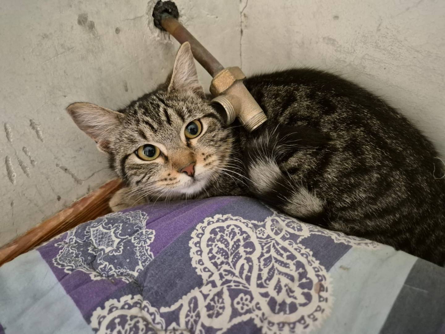 Adotta un gatto, taglia non valida, femmina, Bari