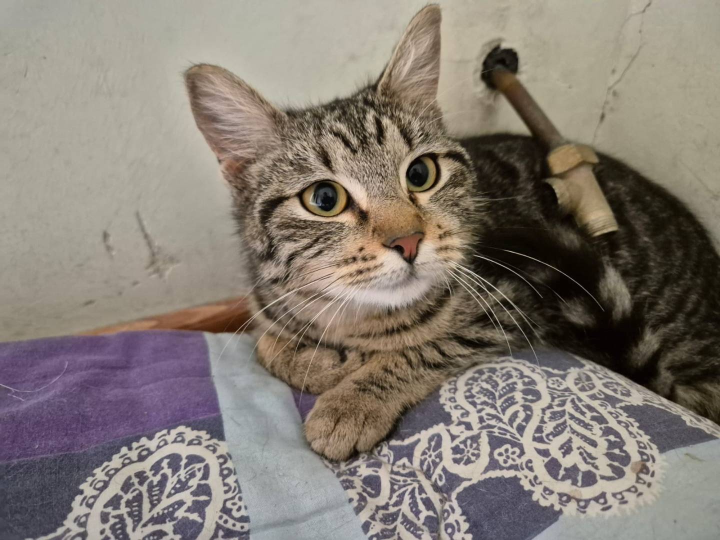 Vuoi adottare un gatto a Bari?