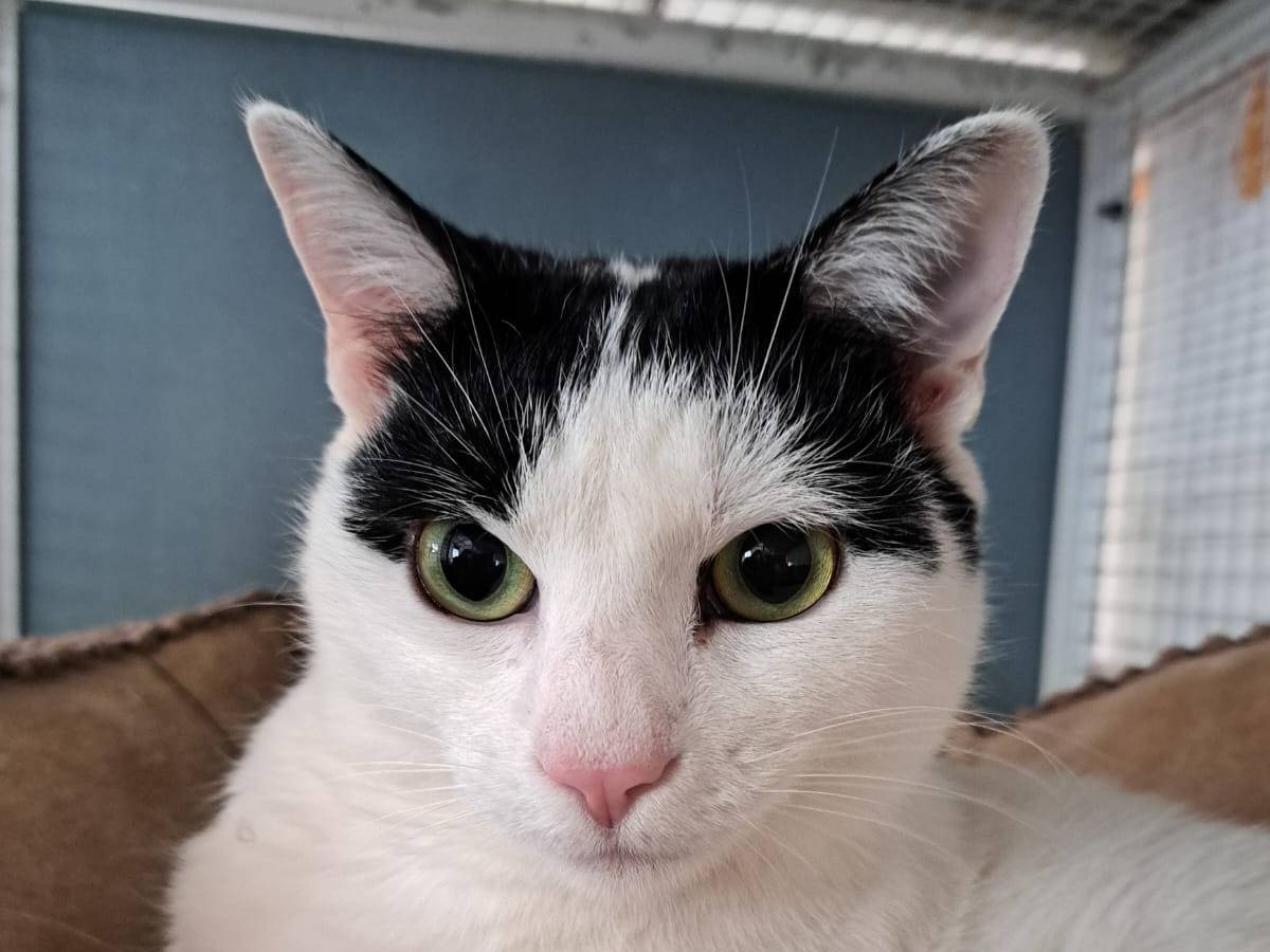 Adozione gatto, femmina, Razza sconosciuta Razza sconosciuta, 2 anni e 6 mesi, taglia non valida, Milano