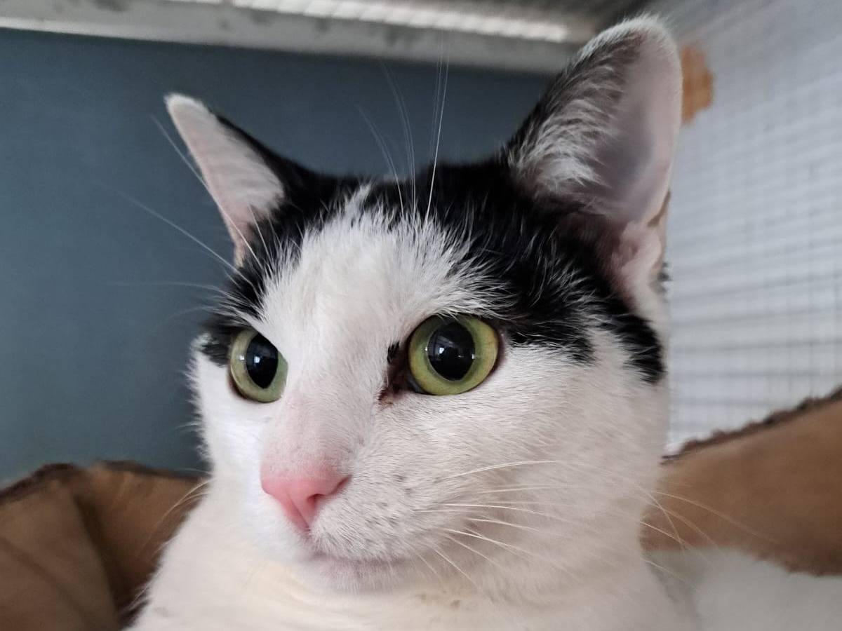 Adotta un gatto, femmina, 2 anni e 6 mesi, Milano