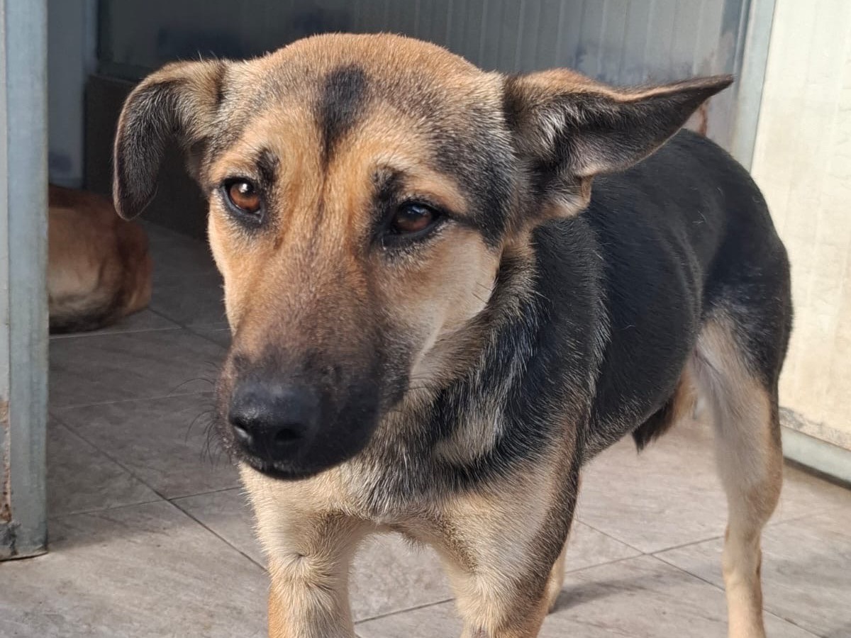 Adozione cane, femmina, Razza sconosciuta Razza sconosciuta, 10 mesi, taglia piccola, Foggia