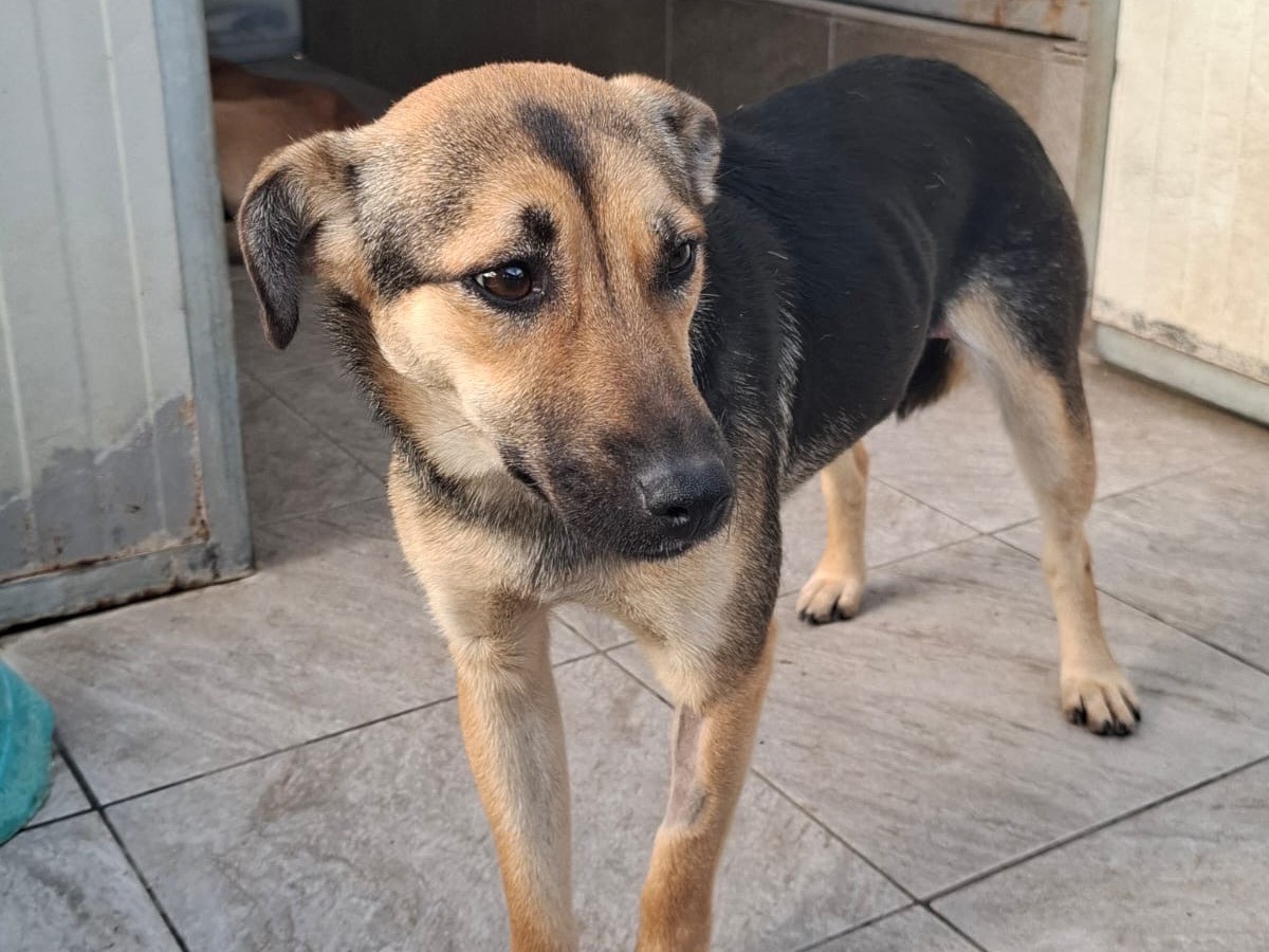 Adotta un cane, femmina, 10 mesi, Foggia