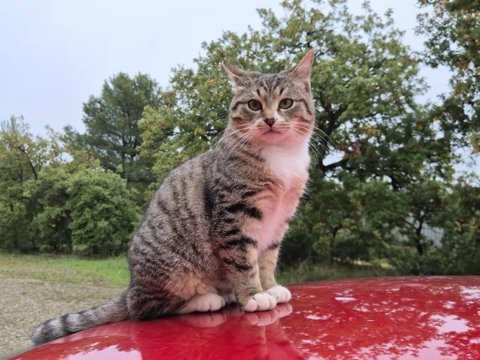 Adozione gatto, maschio, Razza sconosciuta Razza sconosciuta, 3 mesi, taglia non valida, Bari