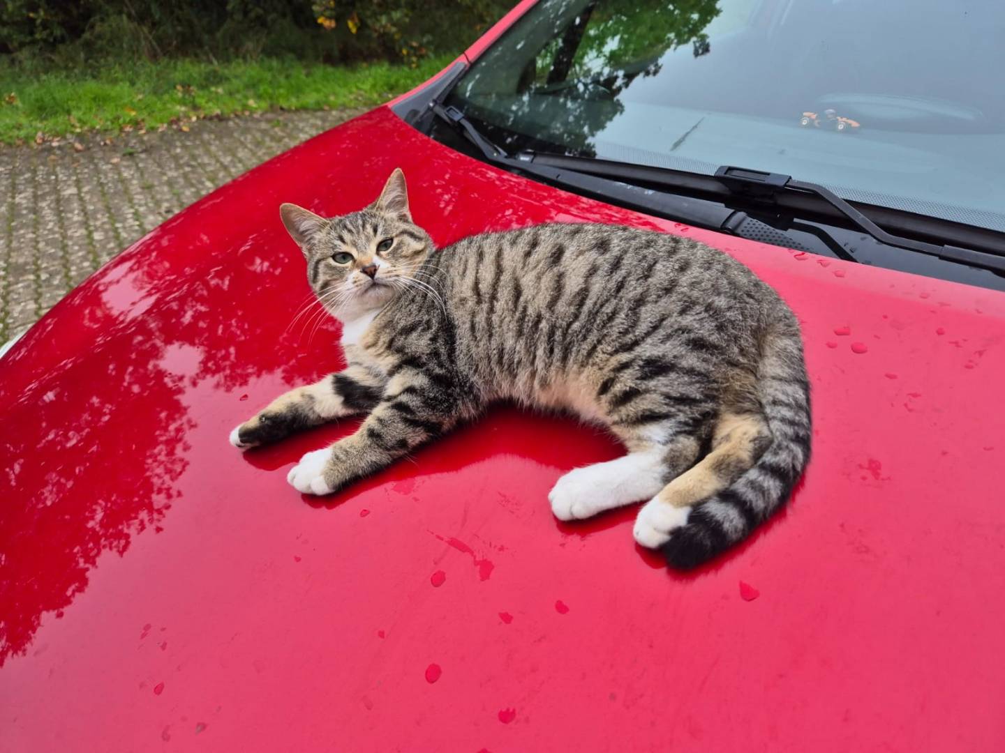 Adotta un gatto, maschio, 3 mesi, Bari