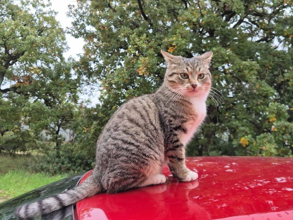 Adotta un gatto, taglia non valida, maschio, Bari