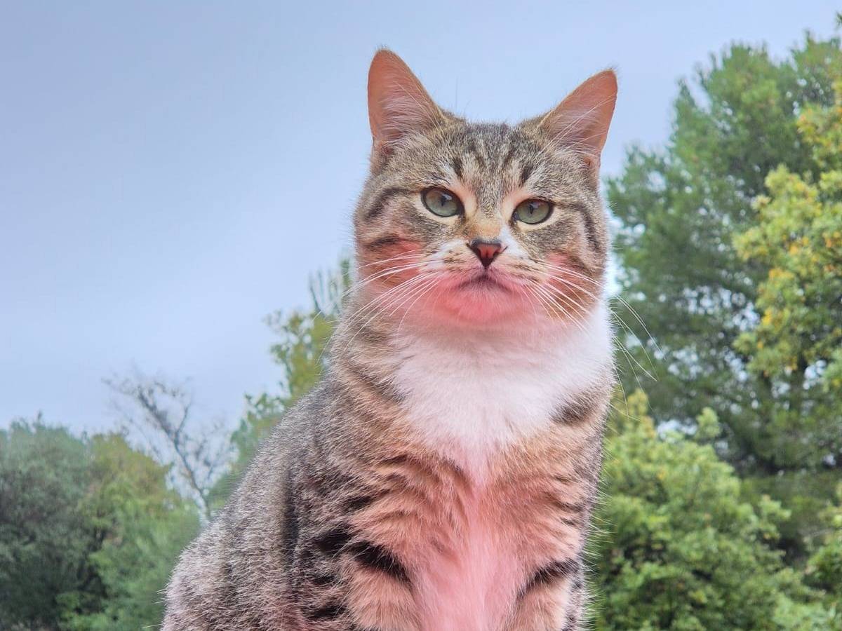 Vuoi adottare un gatto a Bari?