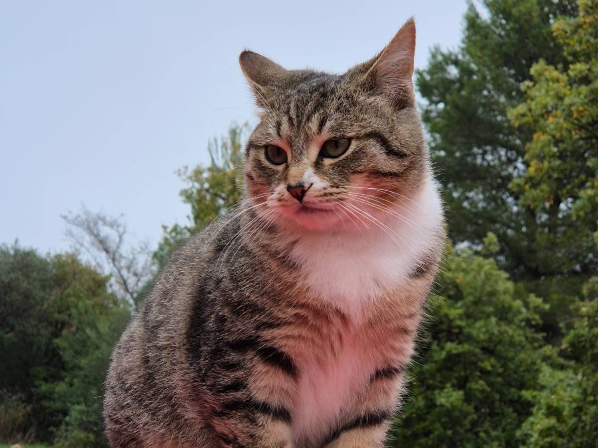 Adotta il gatto Cheddar a Bari