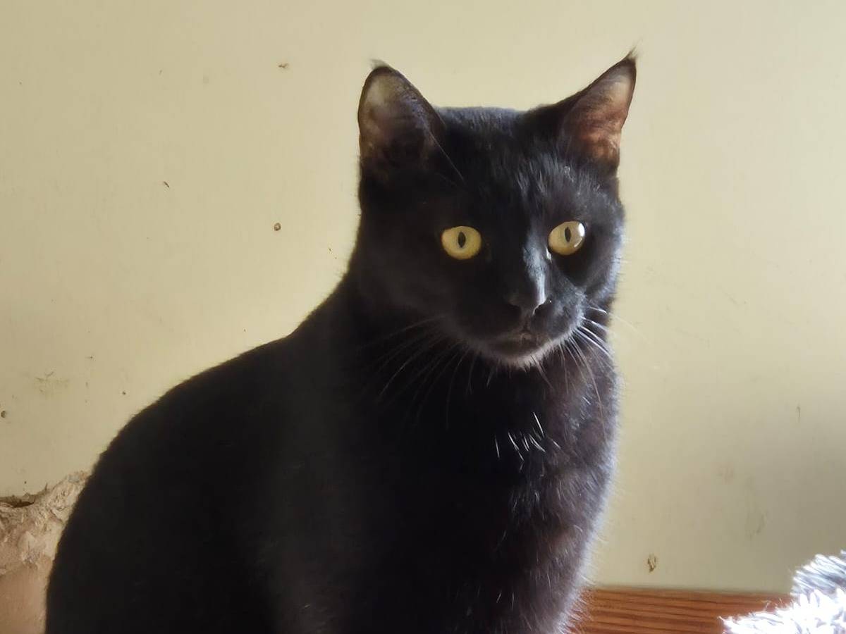 Adozione gatto, maschio, Razza sconosciuta Razza sconosciuta, 1 anno e 3 mesi, taglia non valida, Bari