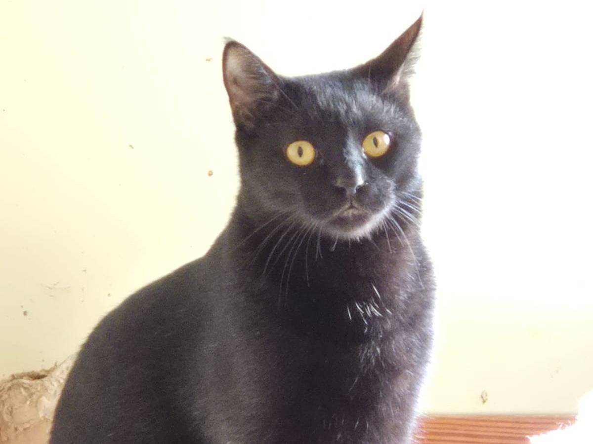 Adotta un gatto, maschio, 1 anno e 3 mesi, Bari