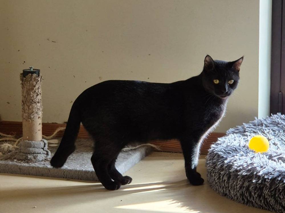 Adotta un gatto, taglia non valida, maschio, Bari